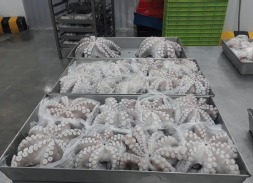 Processed octopus trays