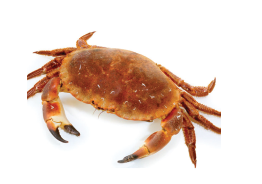 Crab