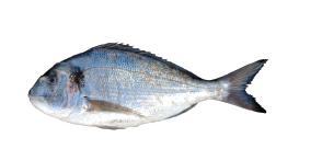 Gilthead Seabream