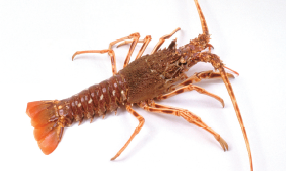 Spiny Lobster